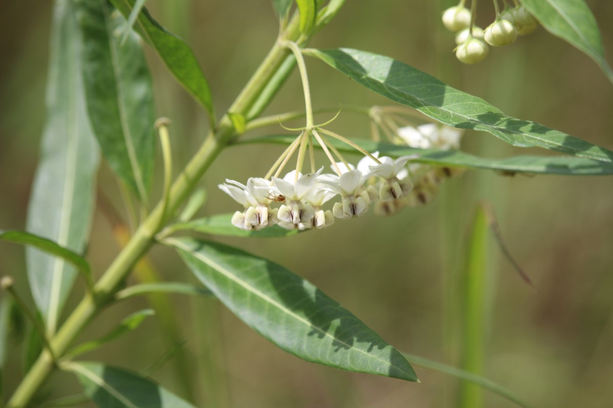 Gomphocarpus physocarpus E.Mey.